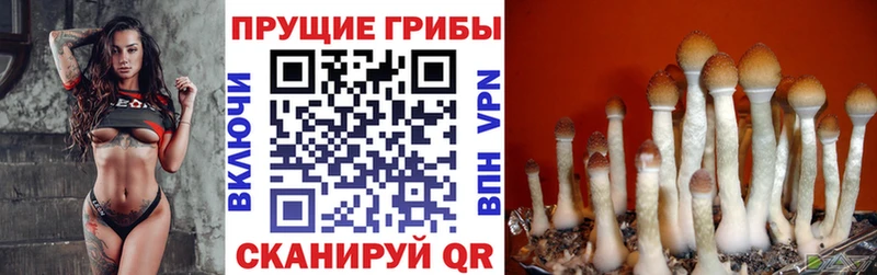 Купить  Октябрьский  Галлюциногенные грибы Psilocybine cubensis 